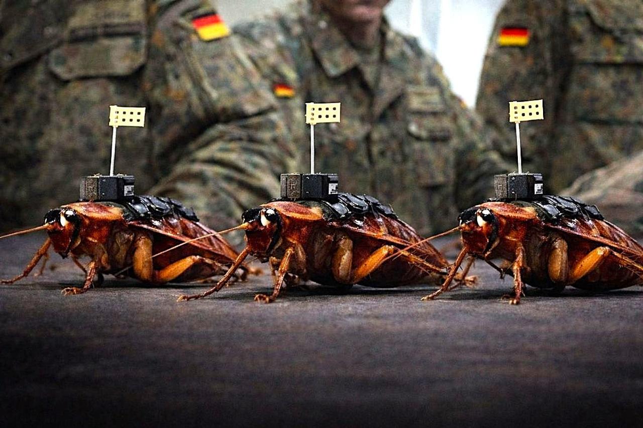 Боевые тараканы на службе немецкой армии: формируется новый класс биогибридной разведки