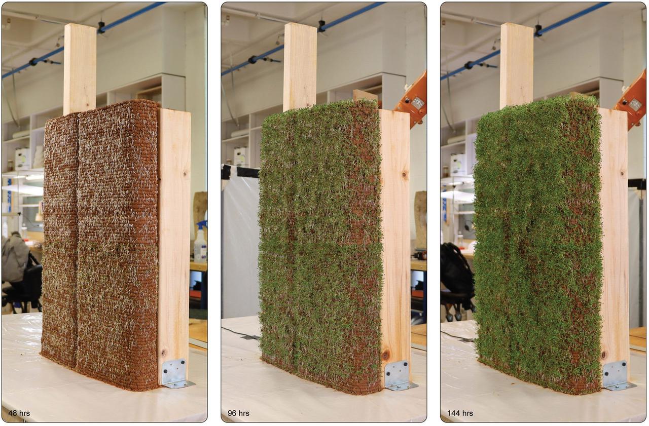 Исследователи UVA напечатали на 3D-принтере «живые стены», пропитанные семенами, которые можно использовать для создания стен и крыш